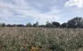 6305 IMG 4730 6305 IMG 4730